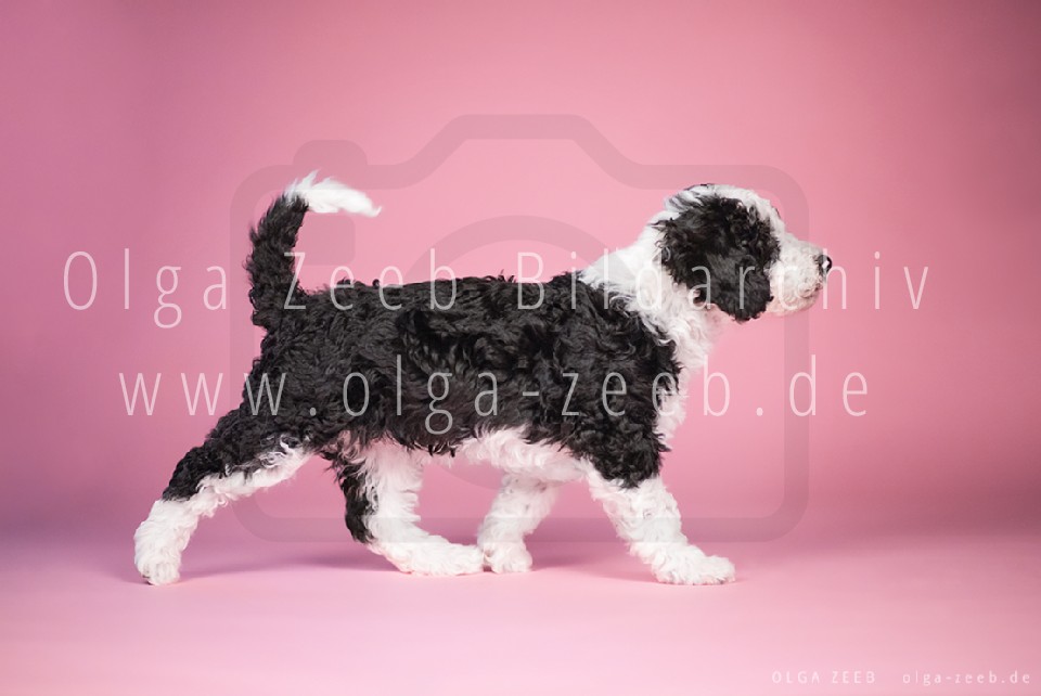 Perro de Agua Español