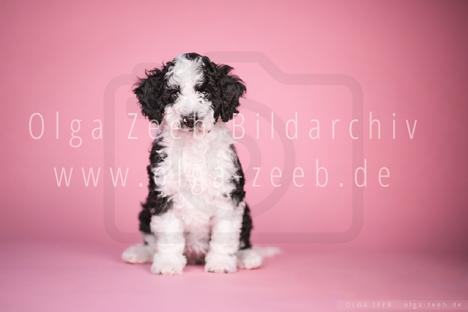 Perro de Agua Español