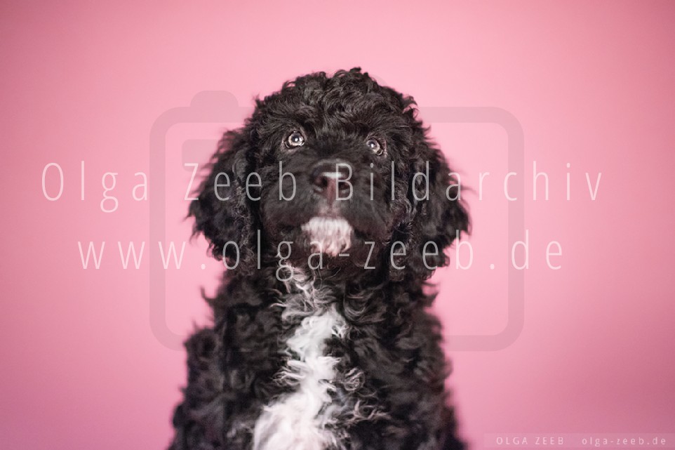 Perro de Agua Español