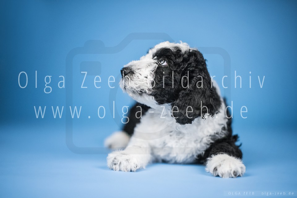 Perro de Agua Español