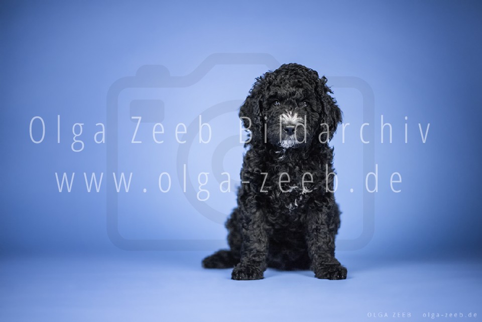 Perro de Agua Español