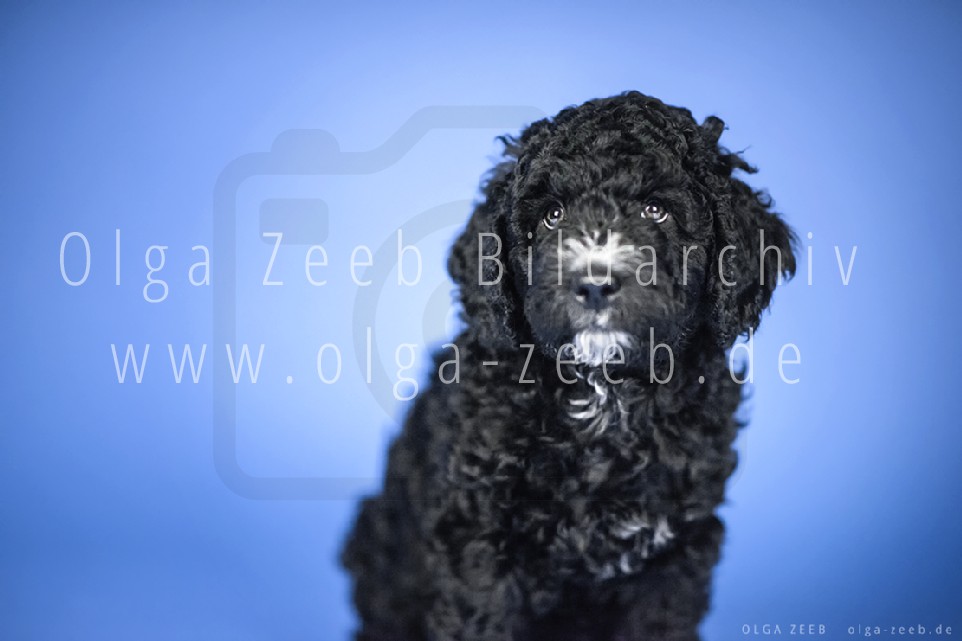 Perro de Agua Español