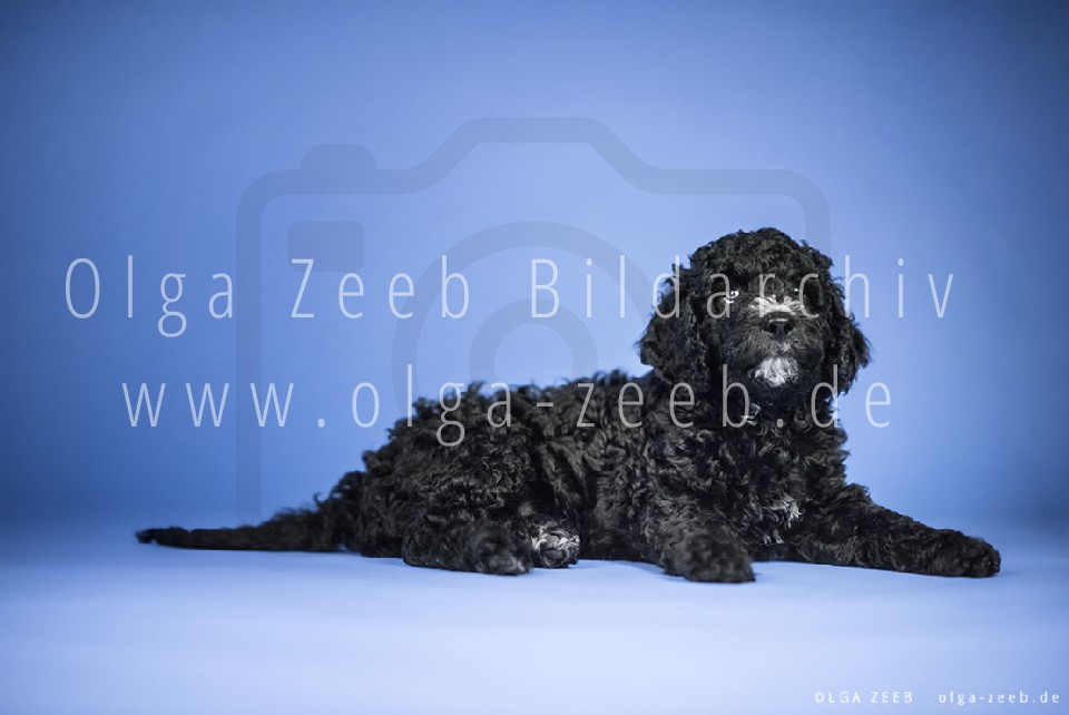 Perro de Agua Español