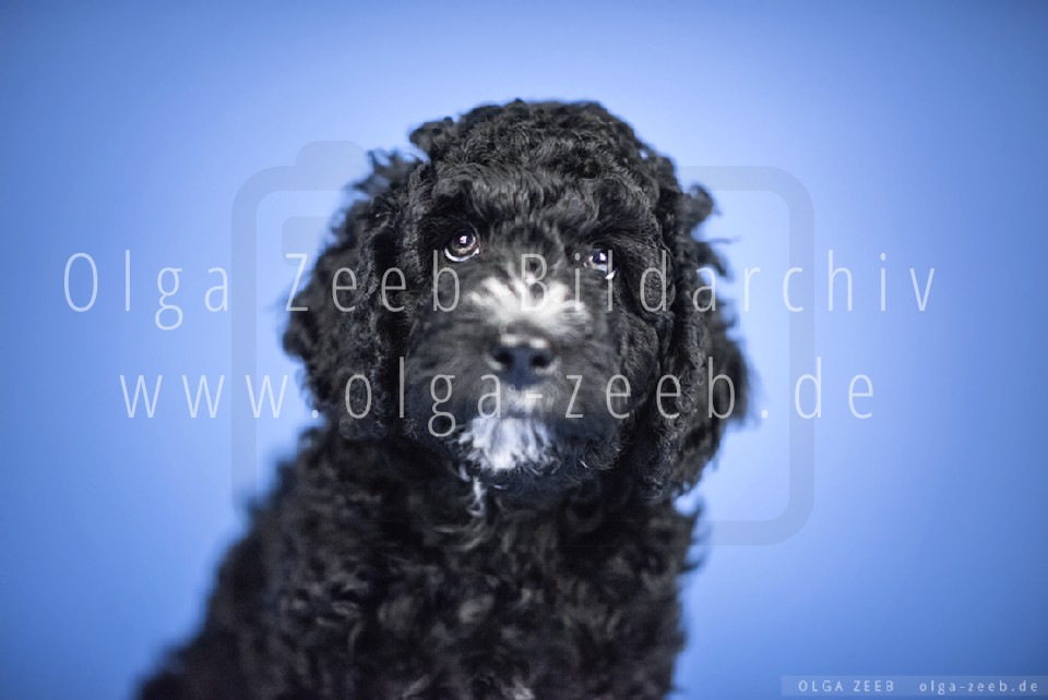 Perro de Agua Español