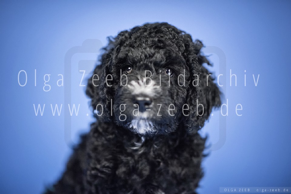 Perro de Agua Español