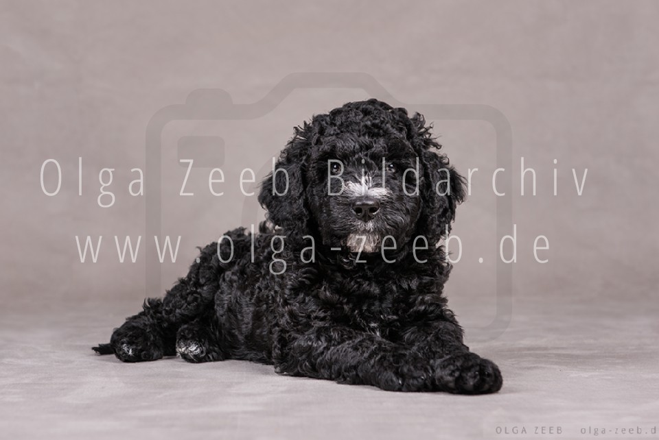 Perro de Agua Español