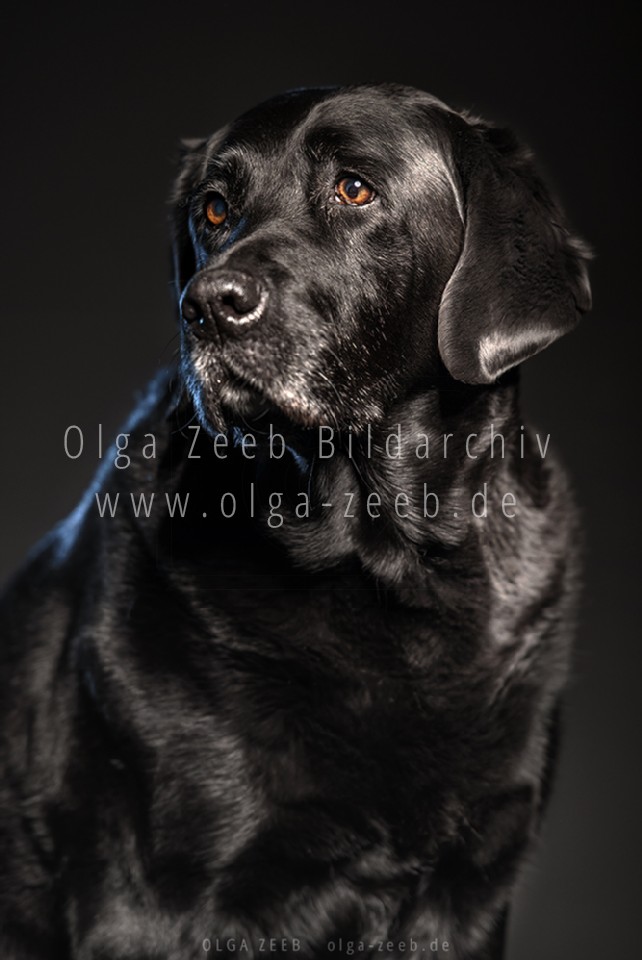 Labrador schwarz