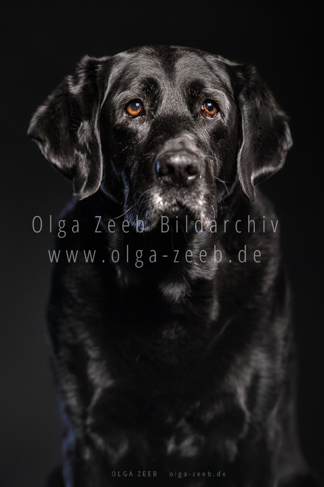Labrador schwarz