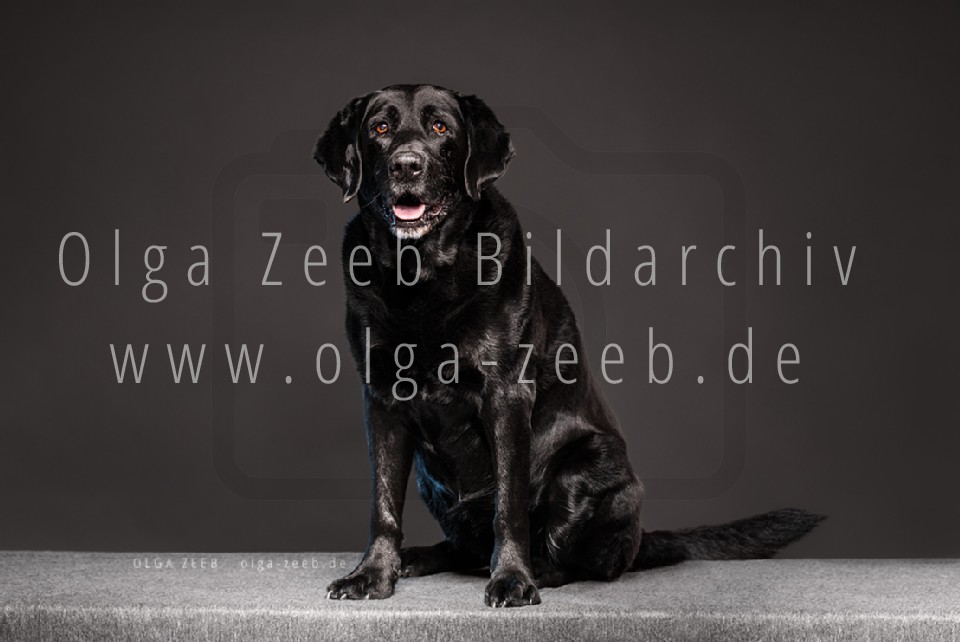 Labrador schwarz