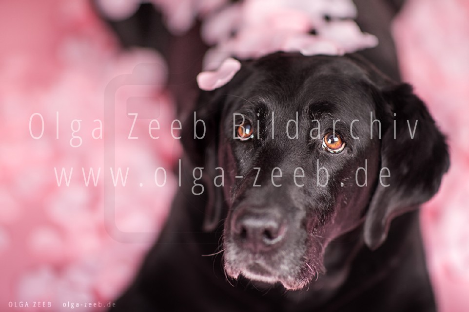 Labrador schwarz