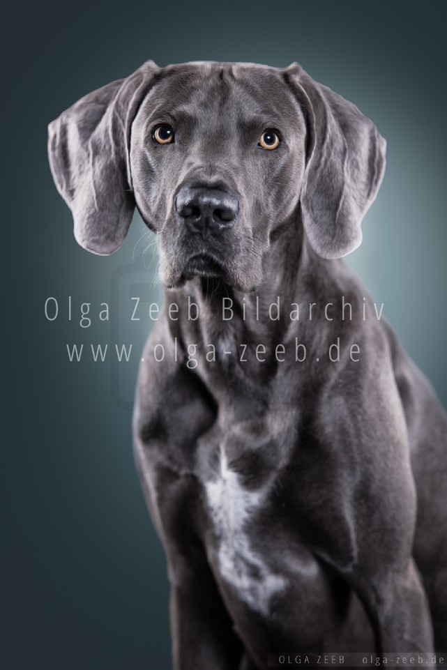 Weimaraner