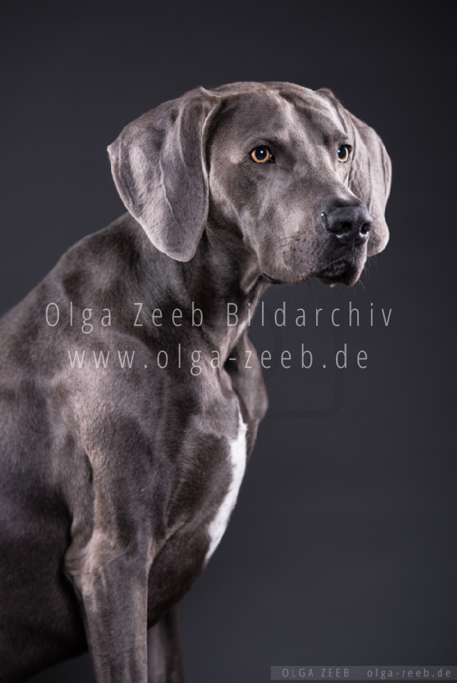Weimaraner