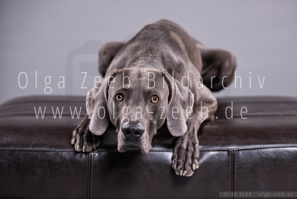 Weimaraner