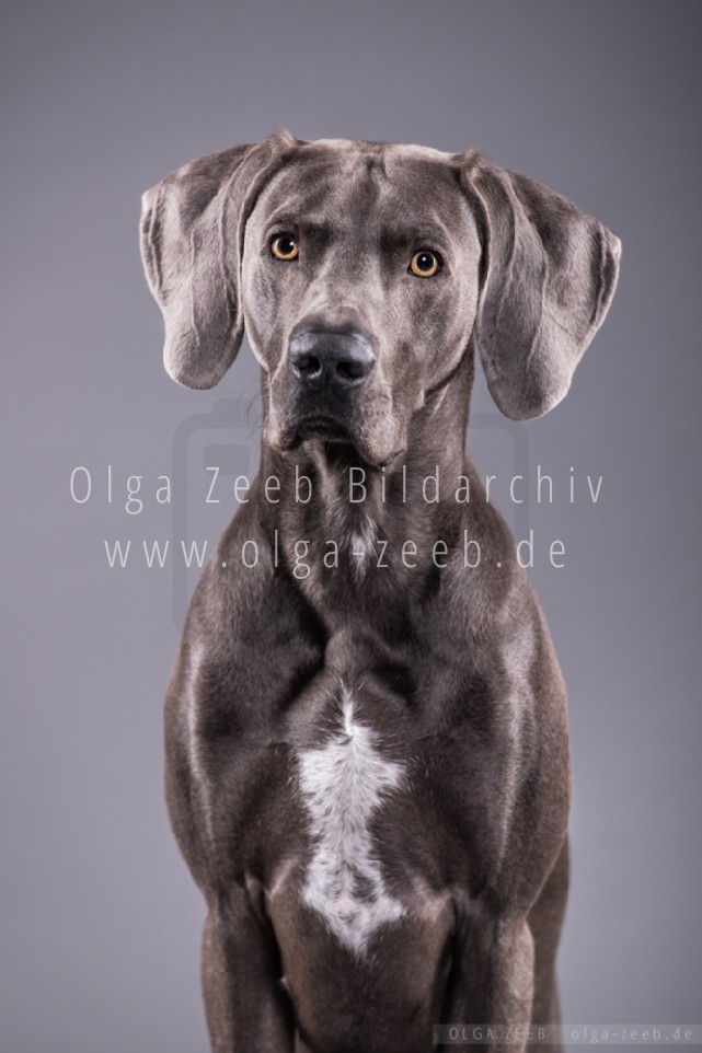 Weimaraner