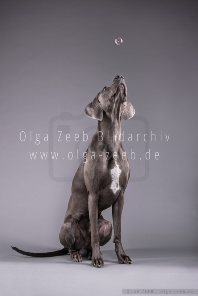 Weimaraner