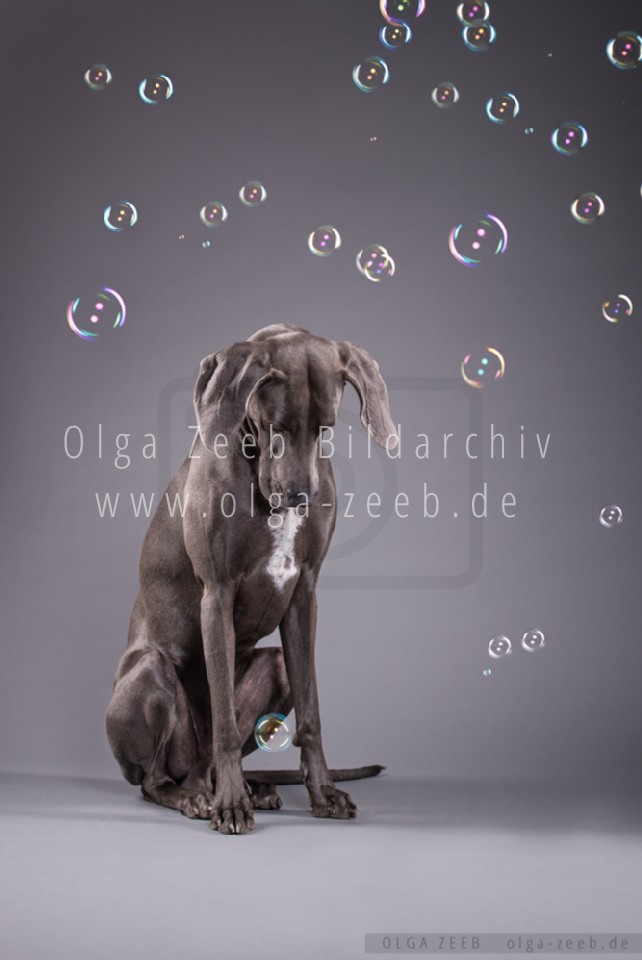 Weimaraner