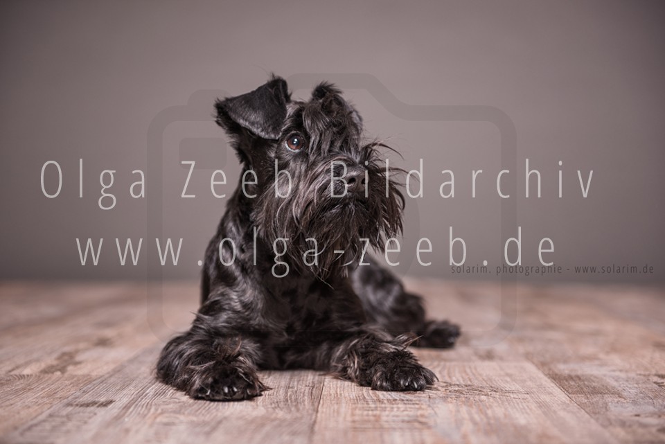 Zwergschnauzer