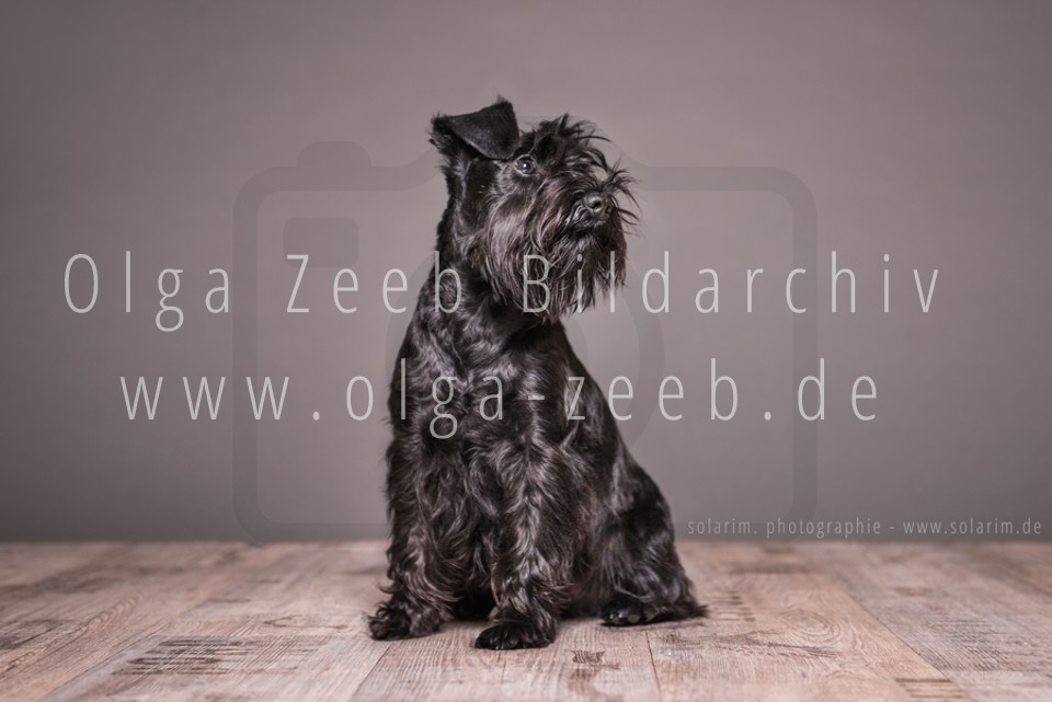 Zwergschnauzer