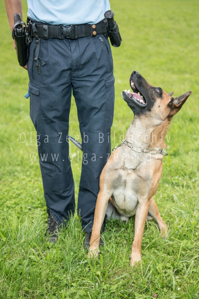 Polizei Hund