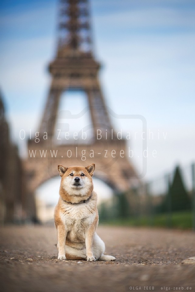 Shiba Inu