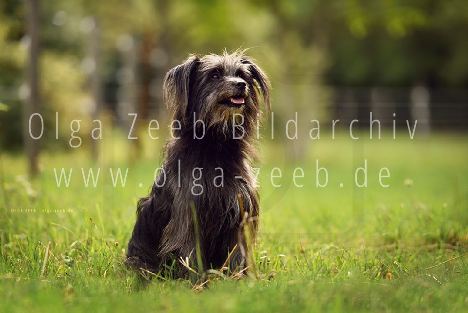 berger des pyrénées