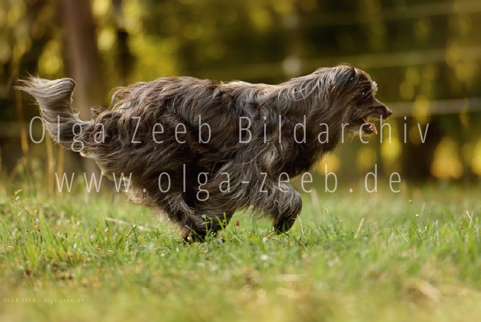 berger des pyrénées