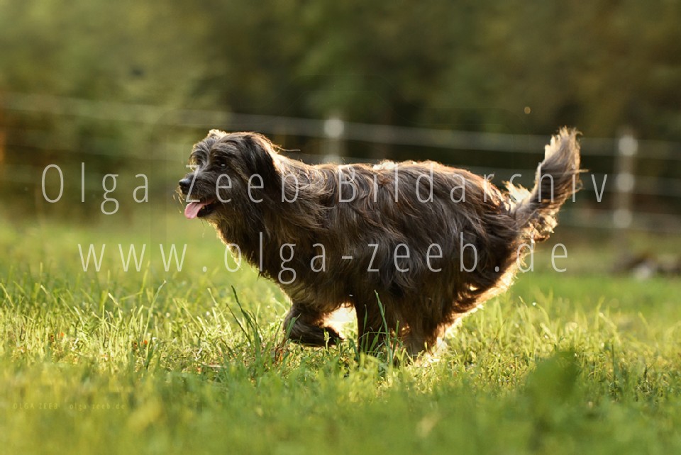 berger des pyrénées