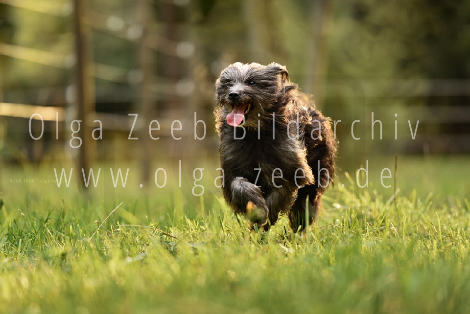 berger des pyrénées