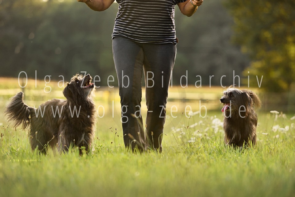 berger des pyrénées