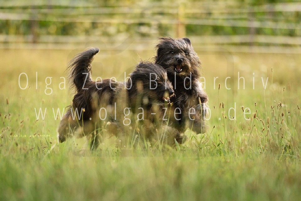 berger des pyrénées