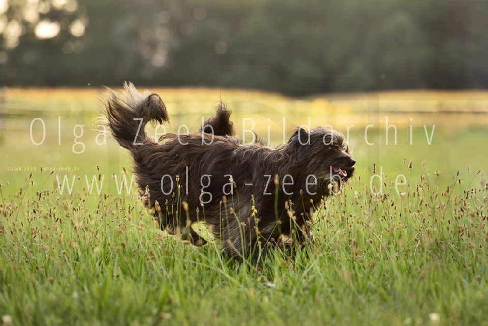 berger des pyrénées