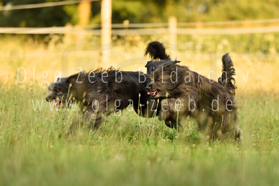 berger des pyrénées