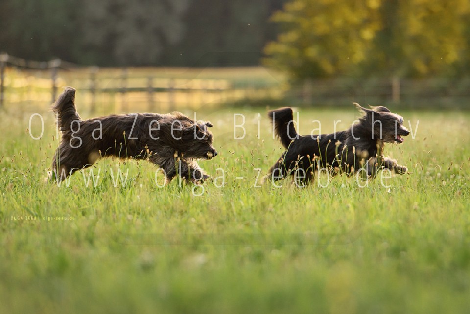 berger des pyrénées