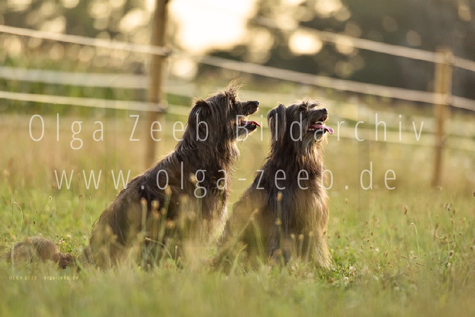 berger des pyrénées