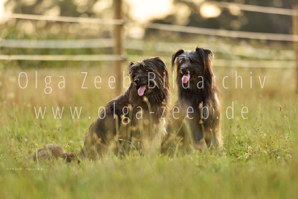 berger des pyrénées