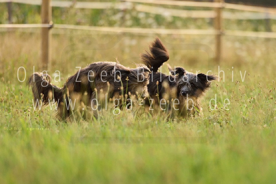 berger des pyrénées