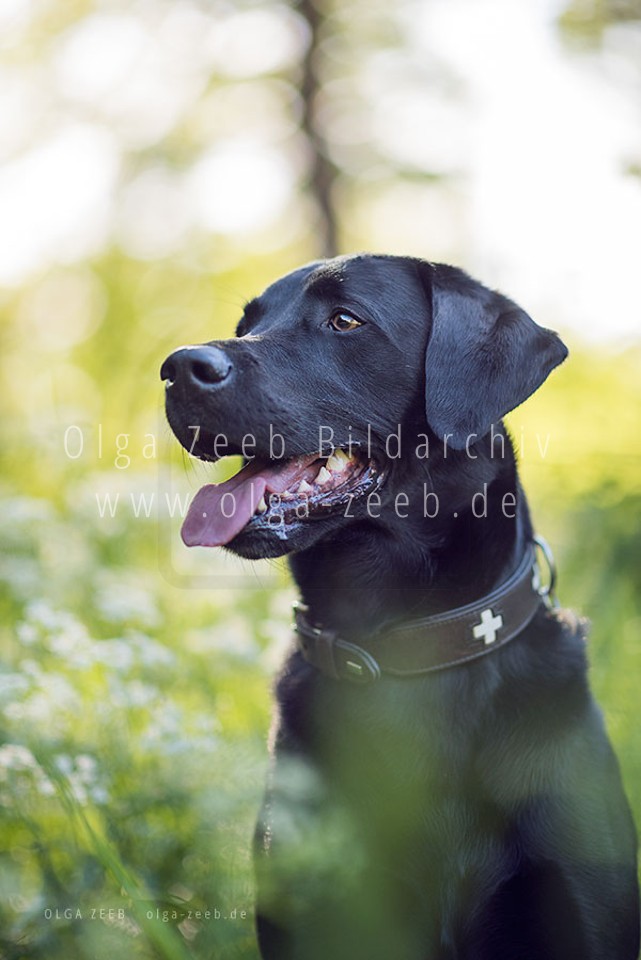 Labrador schwarz