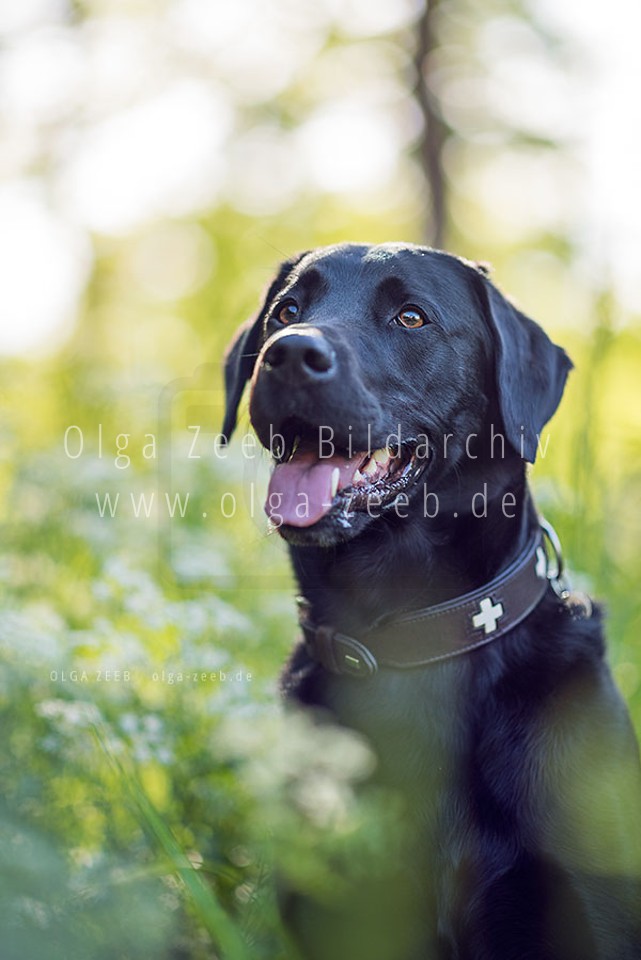 Labrador schwarz