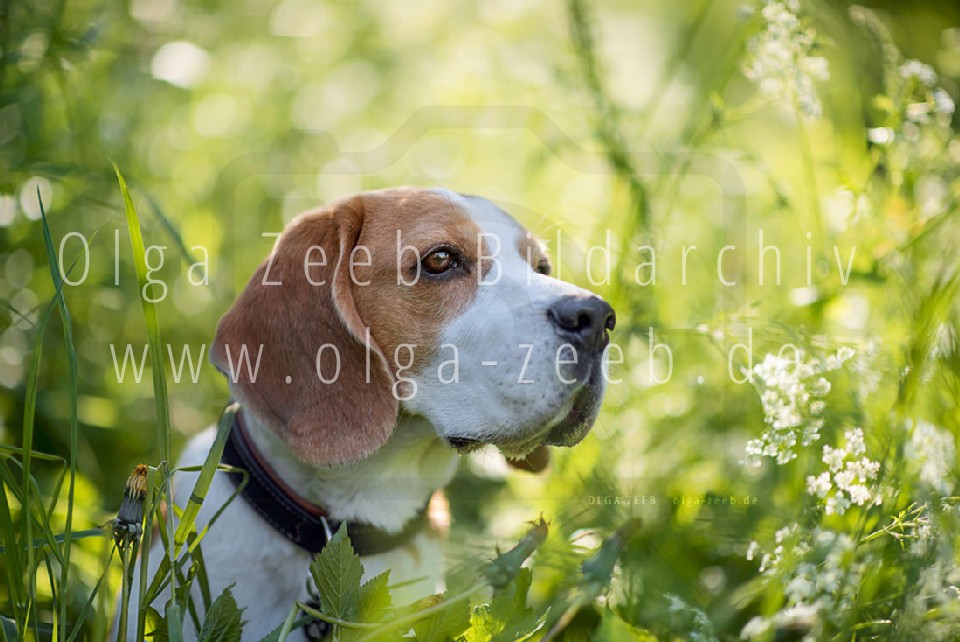 Beagle