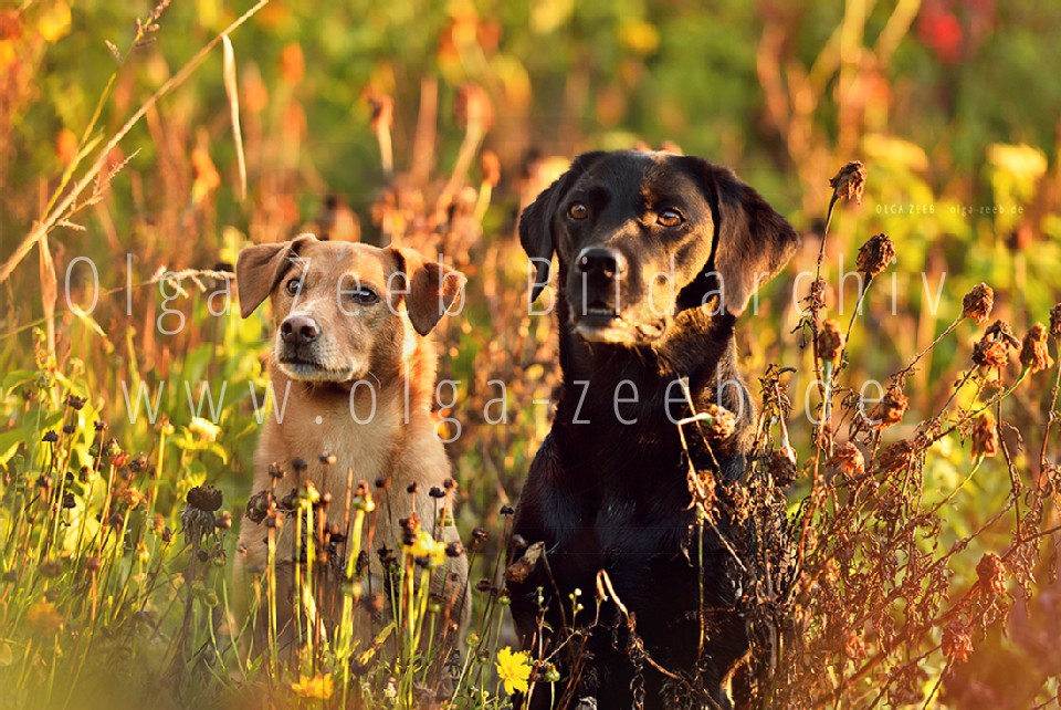 Labrador schwarz + Mix