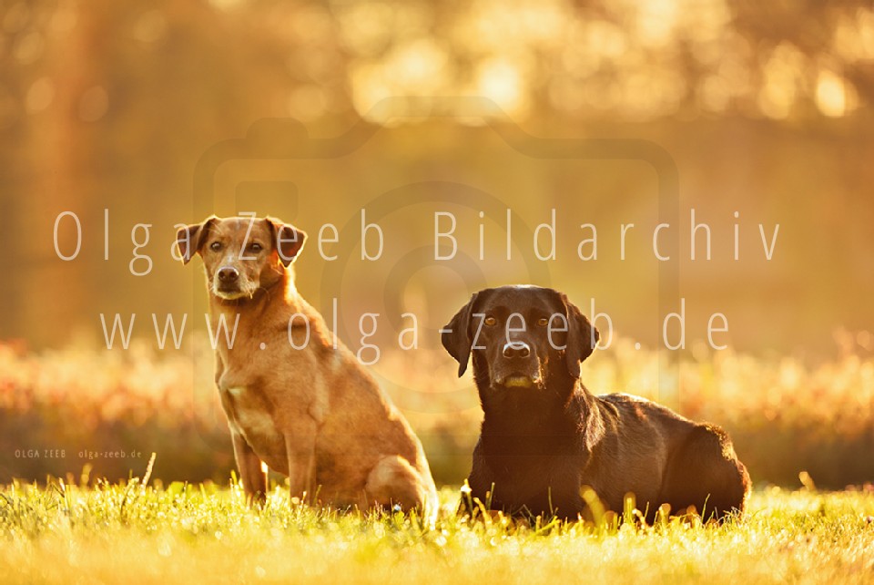 Labrador schwarz + Mix