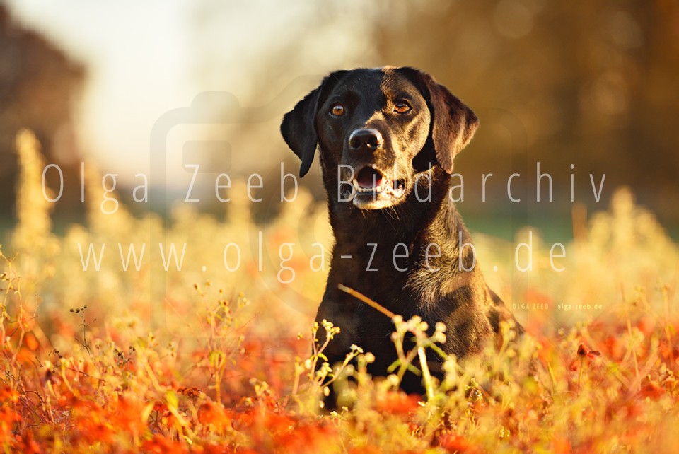 Labrador schwarz