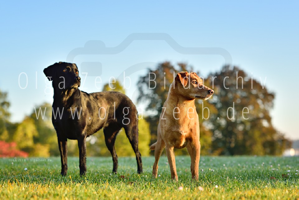 Labrador schwarz + Mix