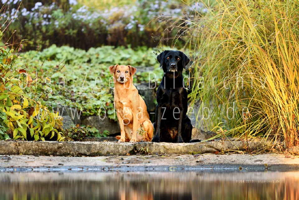 Labrador schwarz + Mix
