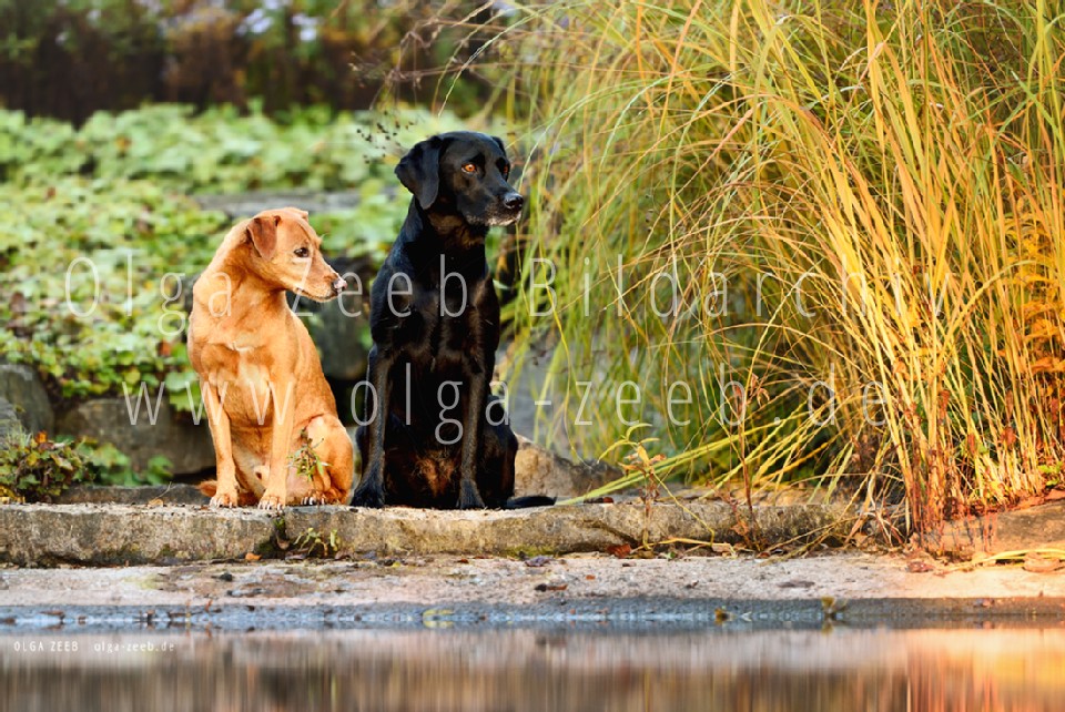 Labrador schwarz + Mix