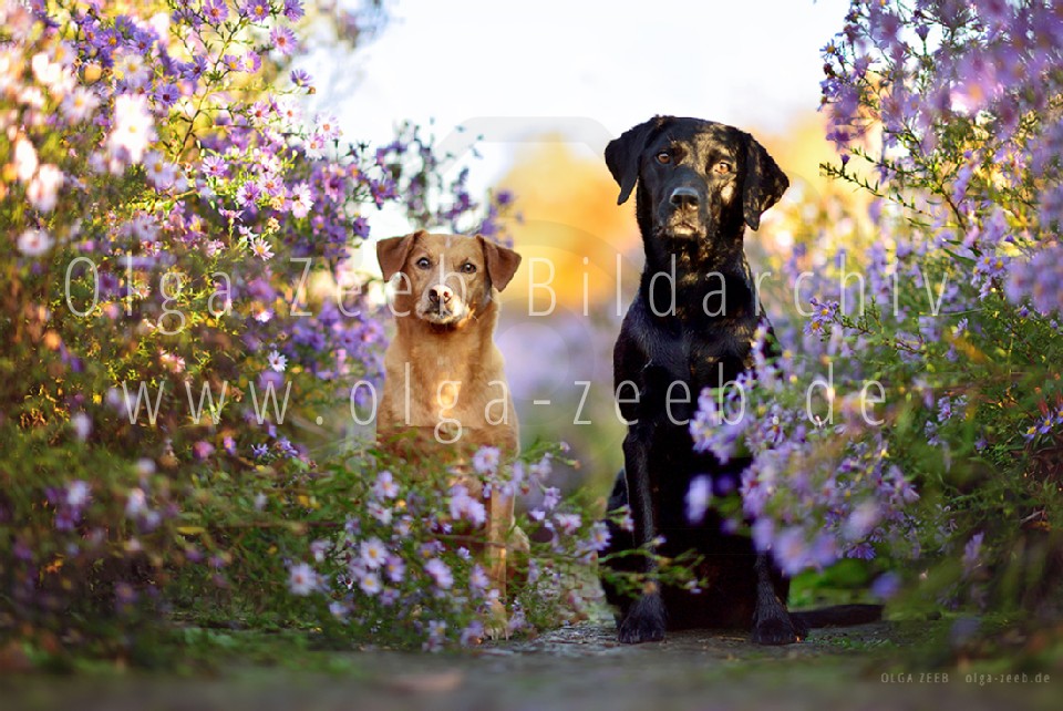 Labrador schwarz + Mix