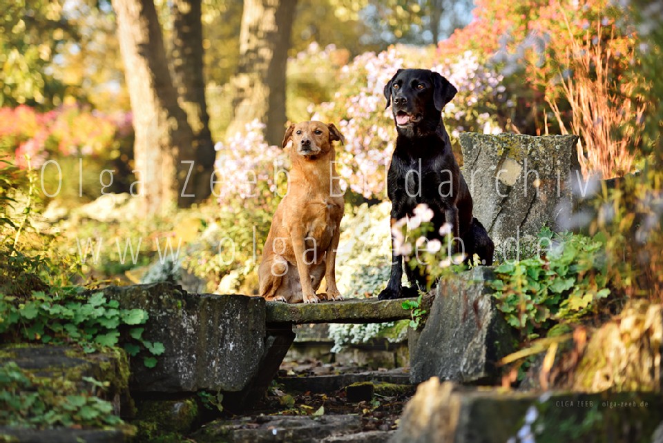Labrador schwarz + Mix