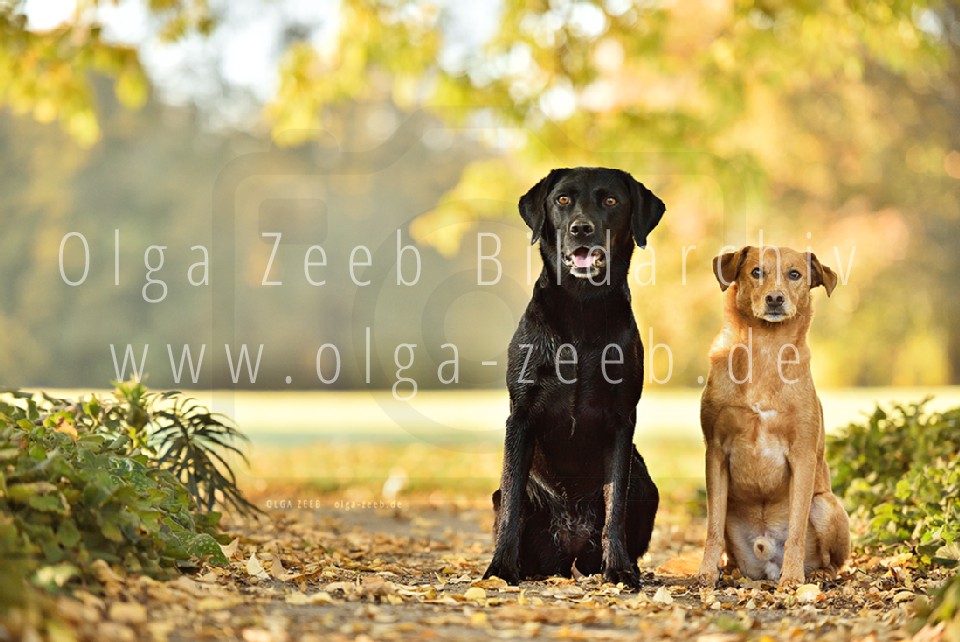 Labrador schwarz + Mix