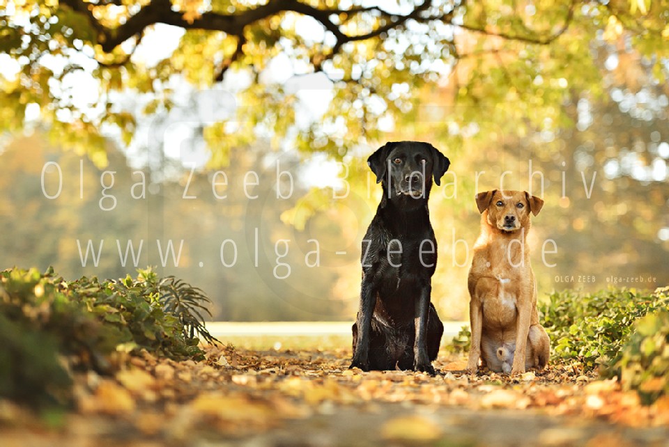 Labrador schwarz + Mix