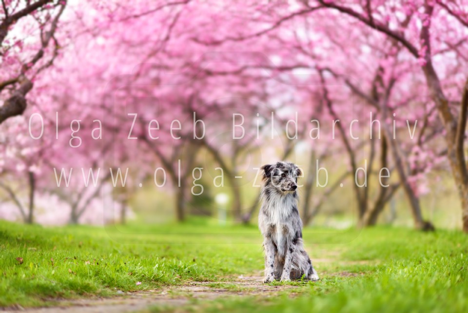 berger des pyrénées